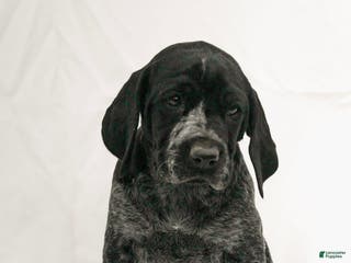 German Shorthaired Pointer dogs Rosie - Ad 21