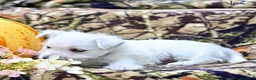 West Highland Terrier dogs for sale: Alex - Ad 7