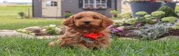 Mini Goldendoodle dogs for sale: Bingo - Ad 2