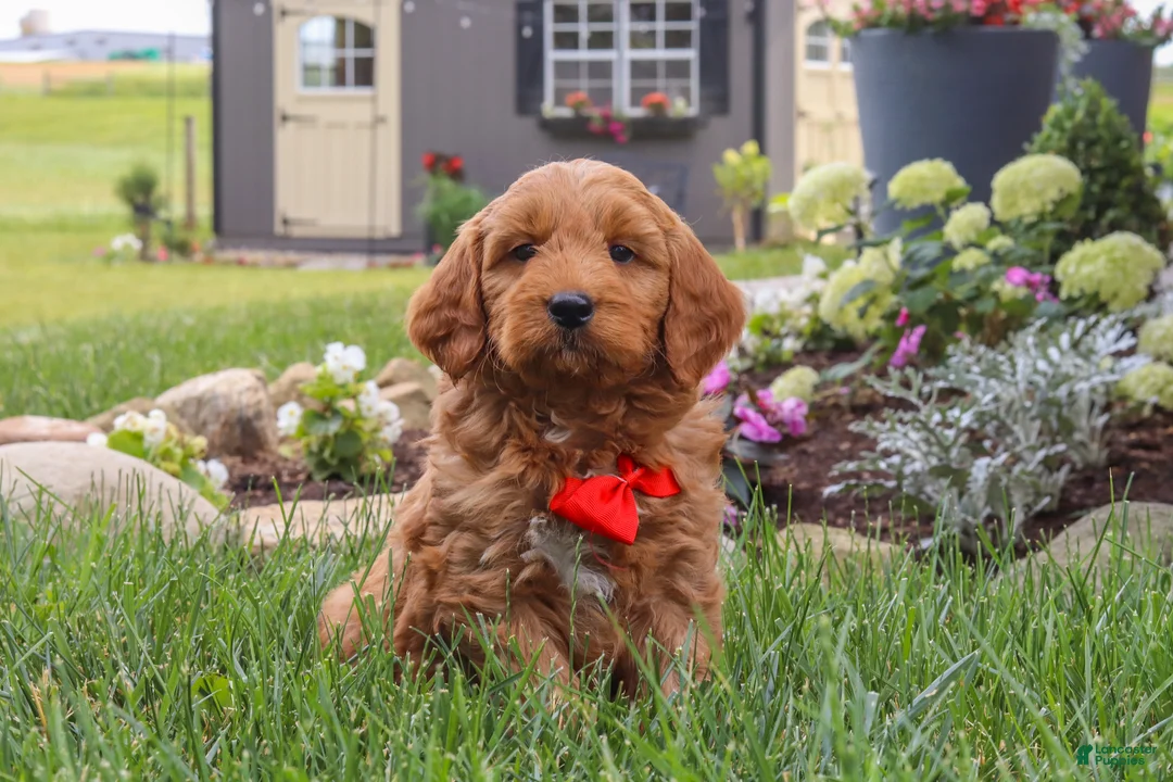 Mini Goldendoodle dogs for sale: Bingo - Ad 2