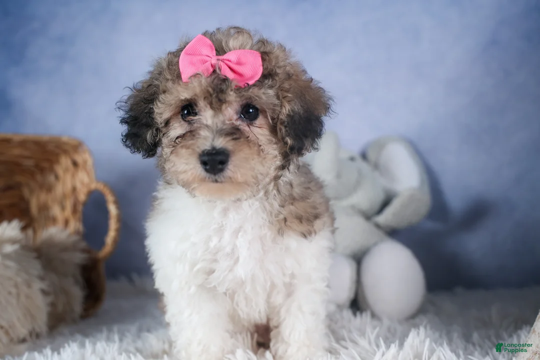 Bichpoo dogs for sale: Sweetheart - Ad 1