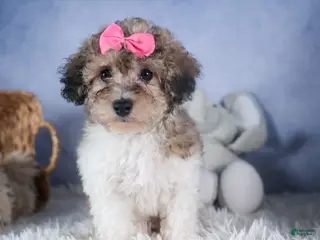 Bichpoo dogs for sale: Sweetheart - Ad 2