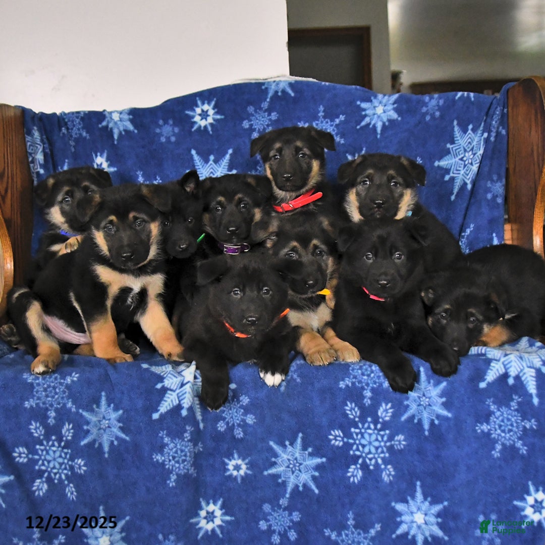 German Shepherd dogs for sale: Noah - Ad 5