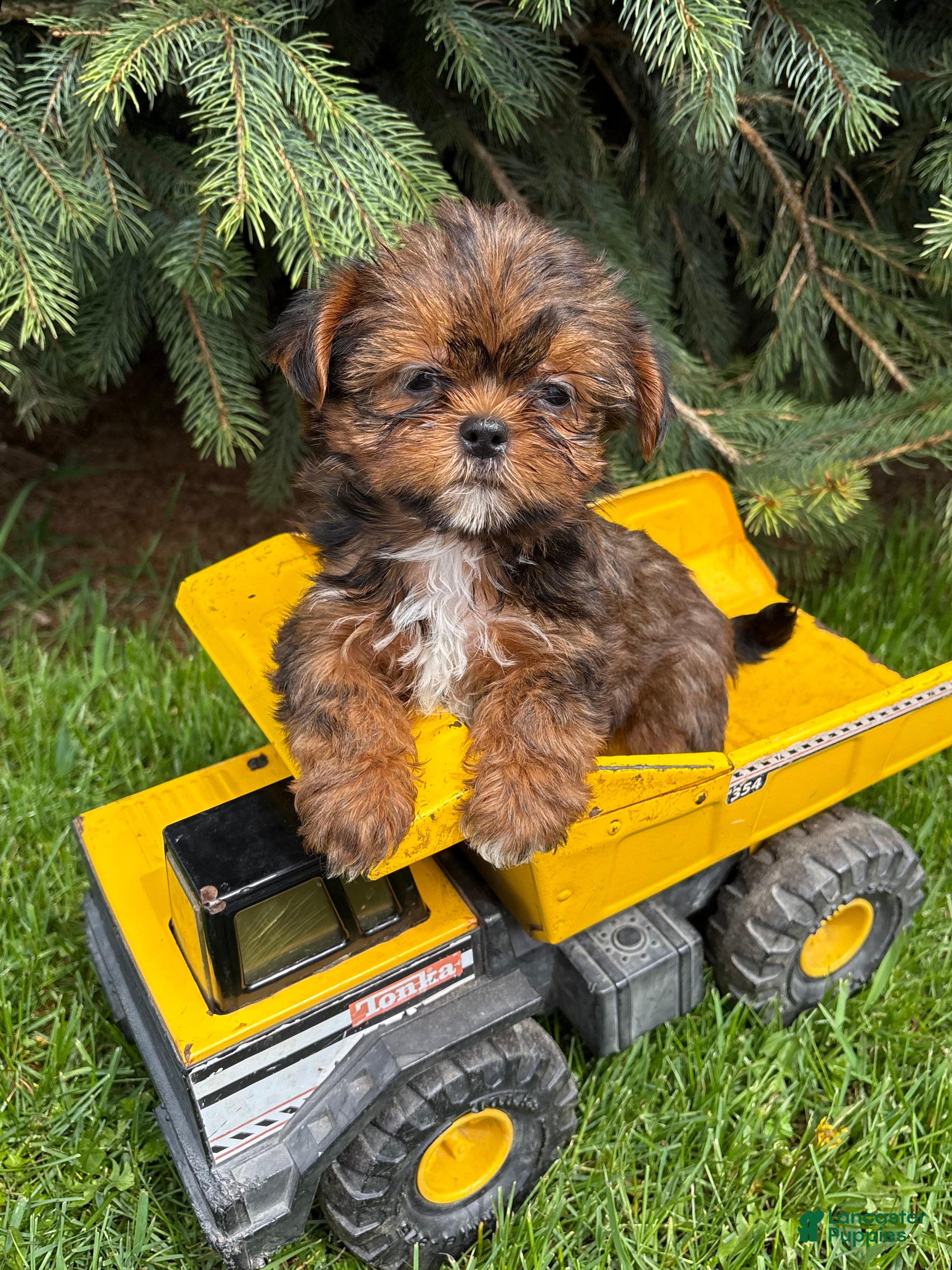 Shorkie dogs Murphy - Ad 2