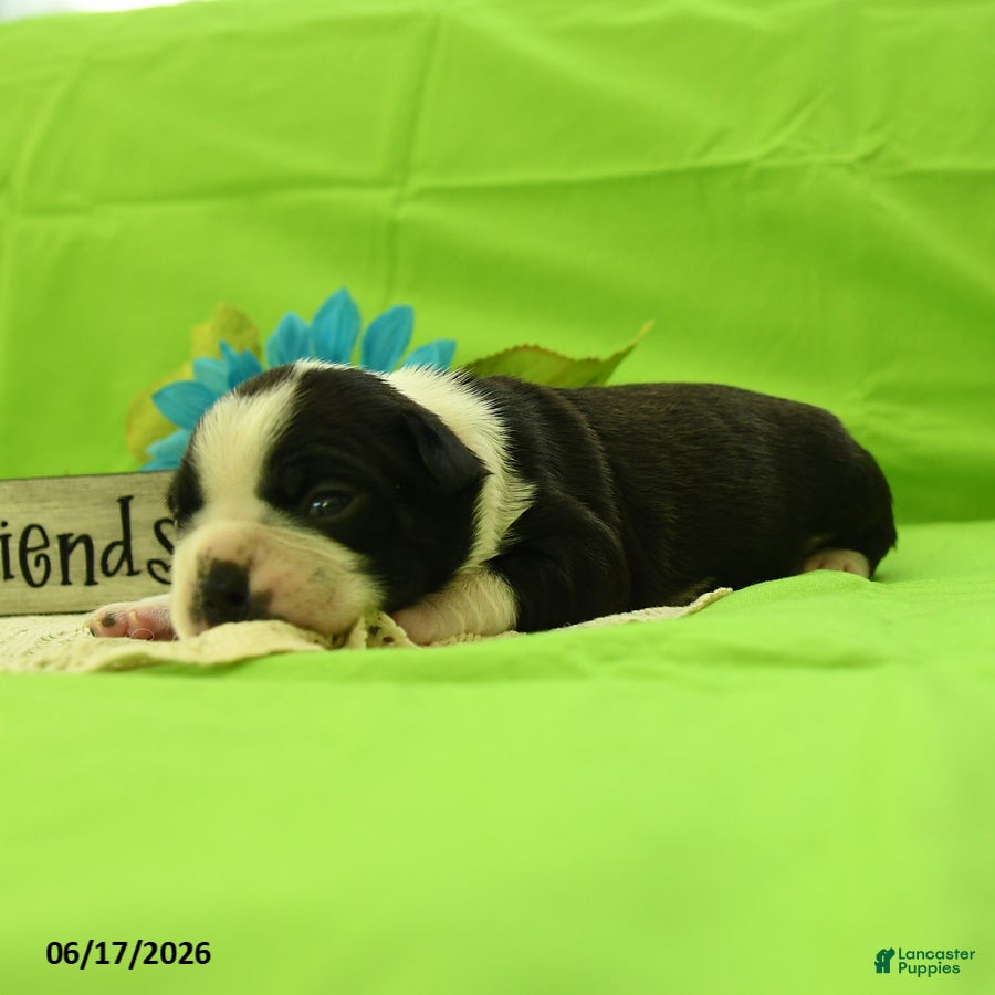 Boston Terrier dogs Vixon - Ad 2