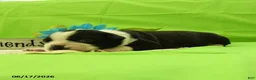 Boston Terrier dogs for sale: Vixon - Ad 2