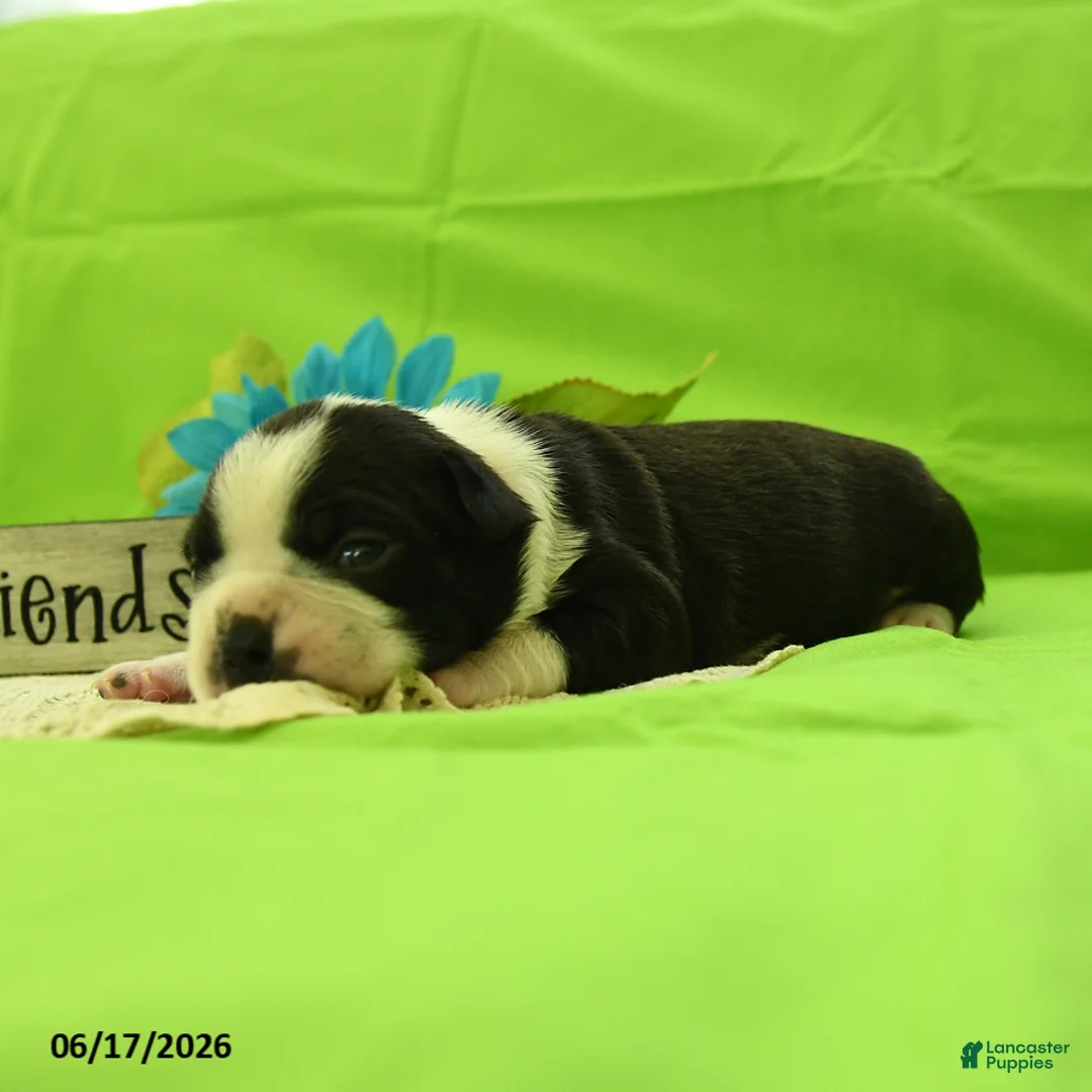 Boston Terrier dogs for sale: Vixon - Ad 2