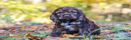 Cocker Spaniel dogs for sale: Jettson - Ad 6