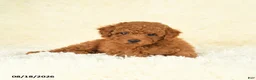 Toy Poodle dogs for sale: Scarlet - Ad 3