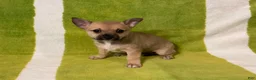 Chihuahua dogs for sale: Maisy - Ad 1