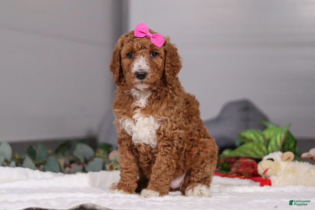 Standard Poodle dogs for sale: Brianna - Ad 3