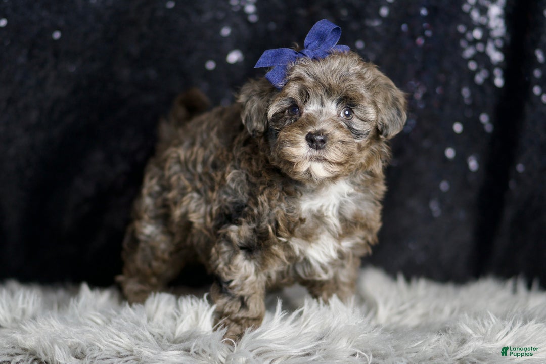Maltipoo dogs for sale: Prince - Ad 4