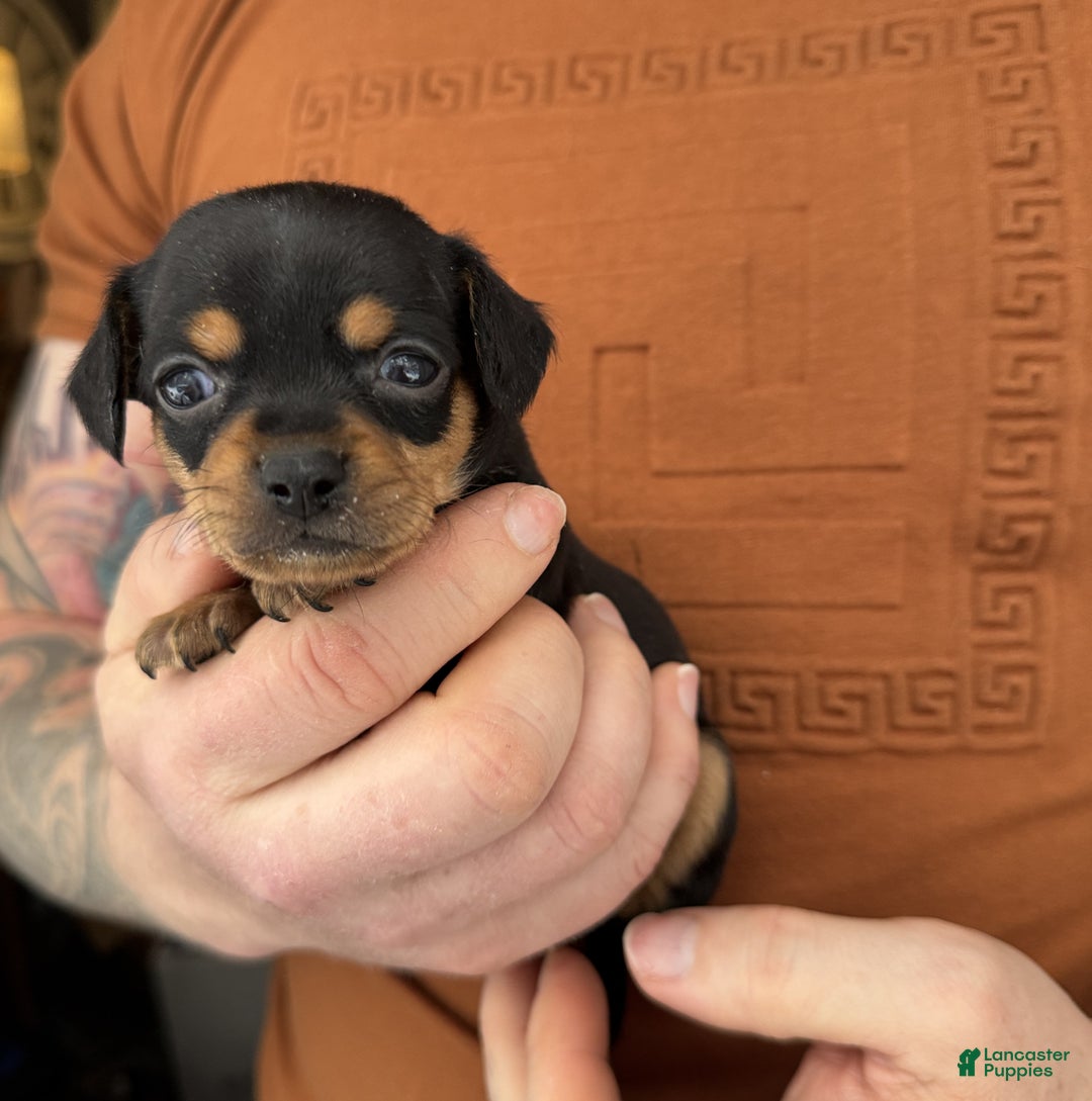 Chiweenie dogs for sale: Lyla - Ad 2
