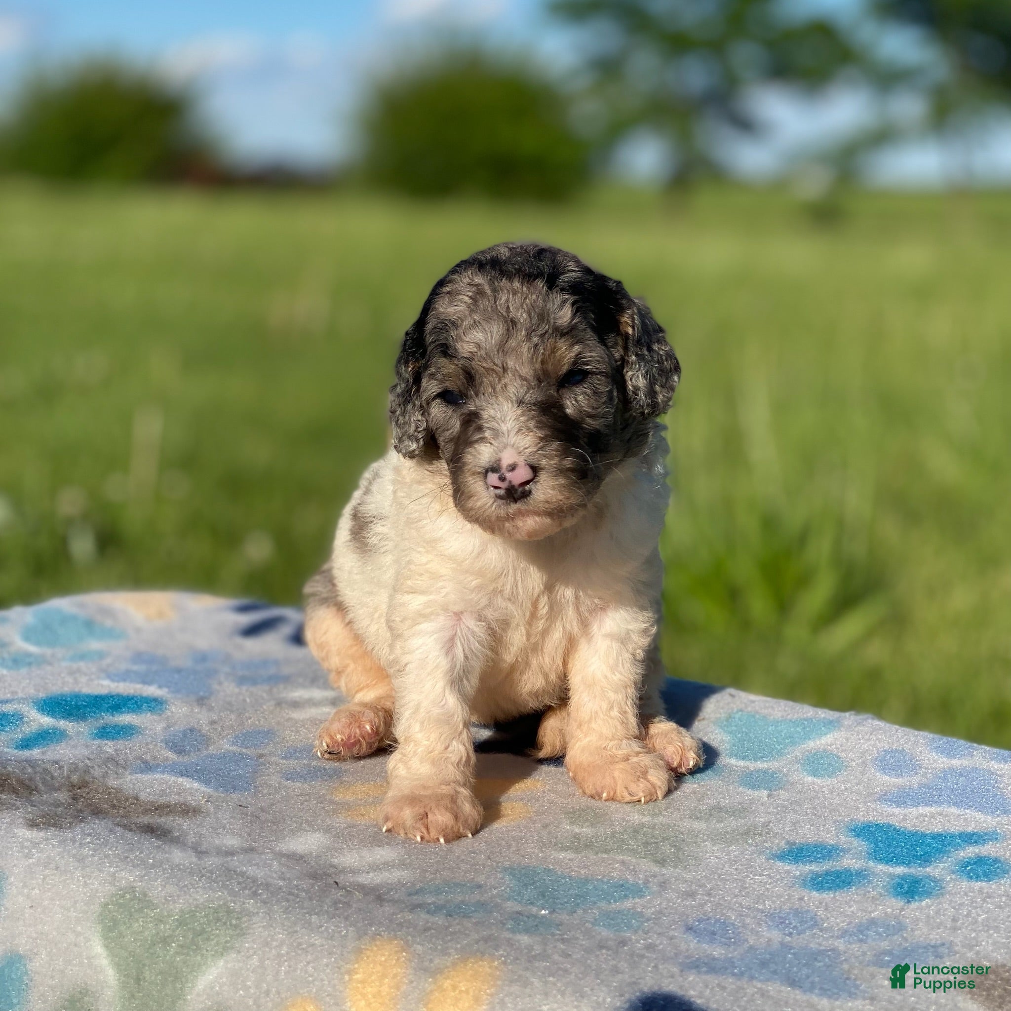 Standard Poodle dogs Zoey - Ad 38