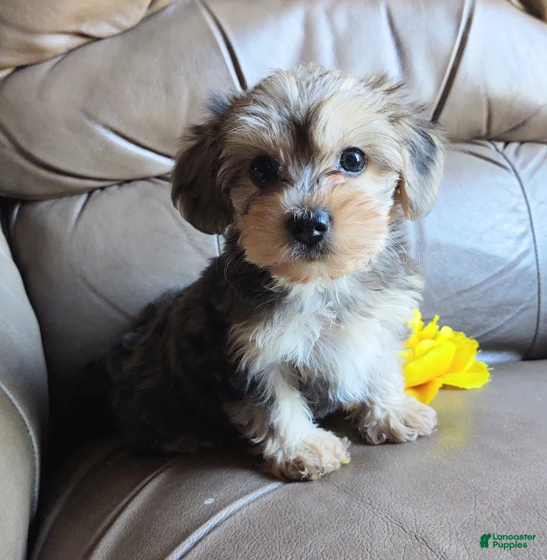 Yorkiepoo dogs for sale: Ms Teapot - Ad 1