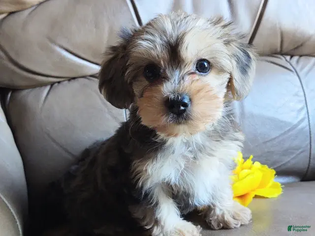Yorkiepoo dogs for sale: Ms Teapot - Ad 1
