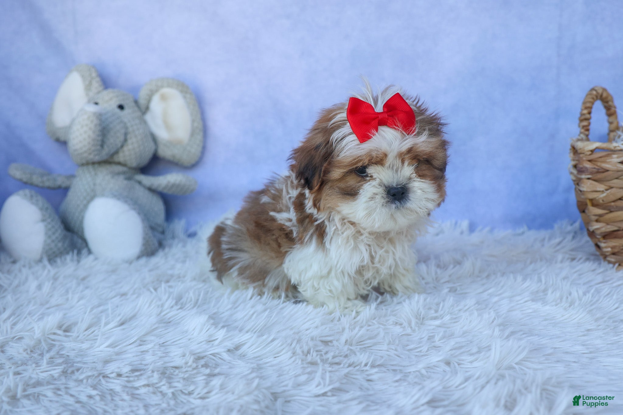 Shih Tzu dogs SAMMY - Ad 1