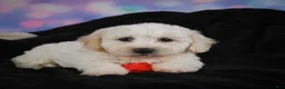 Bichon Frise dogs for sale: Jimmy - Ad 1