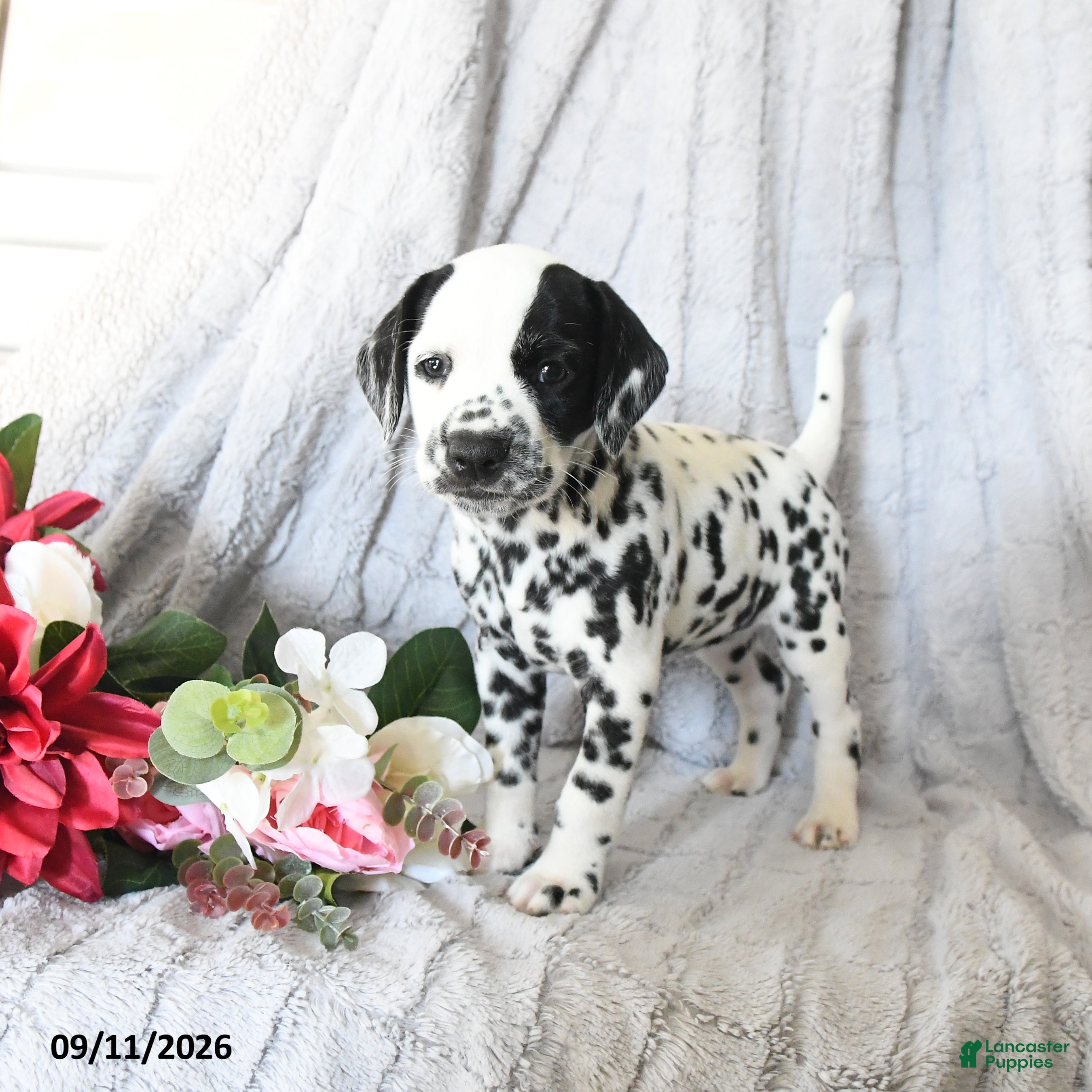 Dalmatian dogs Cinderella - Ad 1