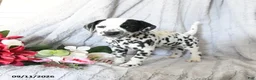 Dalmatian dogs for sale: Cinderella - Ad 1