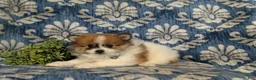 Pomeranian dogs for sale: Milo - Ad 5