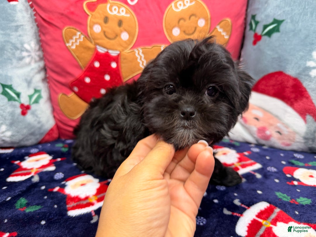 Malshi dogs for sale: Daiyu - Ad 7