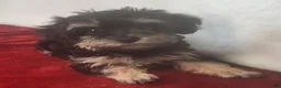 Yorkiepoo dogs for sale: Jewel Sunshine - Ad 3