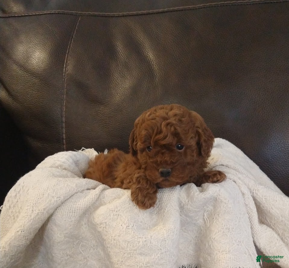 Toy Poodle dogs blake - Ad 1
