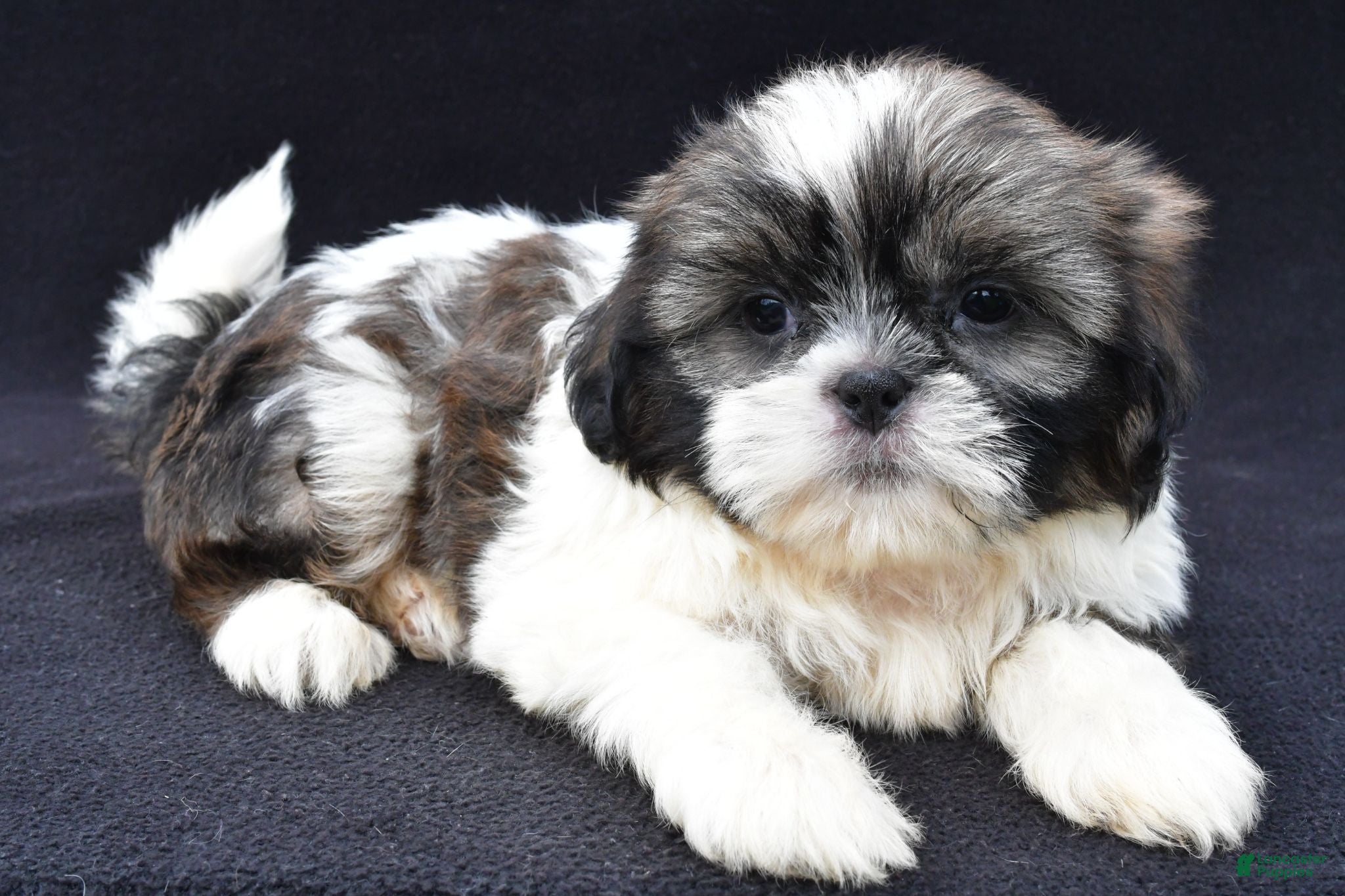 Shih Tzu dogs Atlas - Ad 2