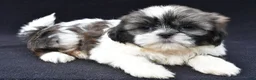 Shih Tzu dogs for sale: Atlas - Ad 2