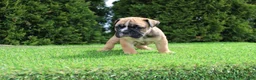 English Bulldog dogs for sale: Duke - Ad 3
