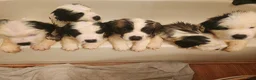 Saint Bernard dogs for sale: Saint Bernard 3 - Ad 7