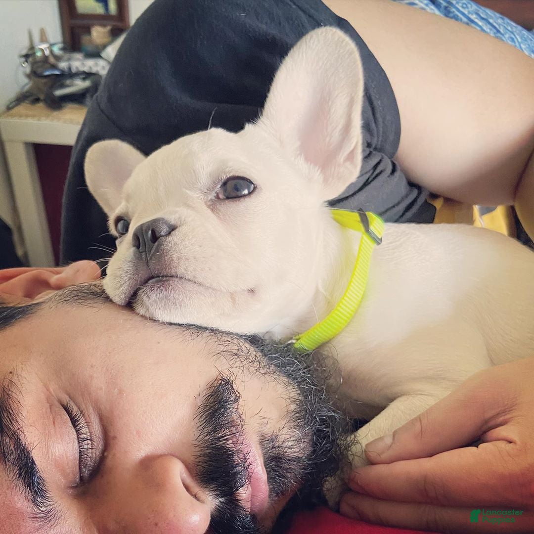 French Bulldog dogs for sale: French Bulldog Puppy 2 - Ad 1