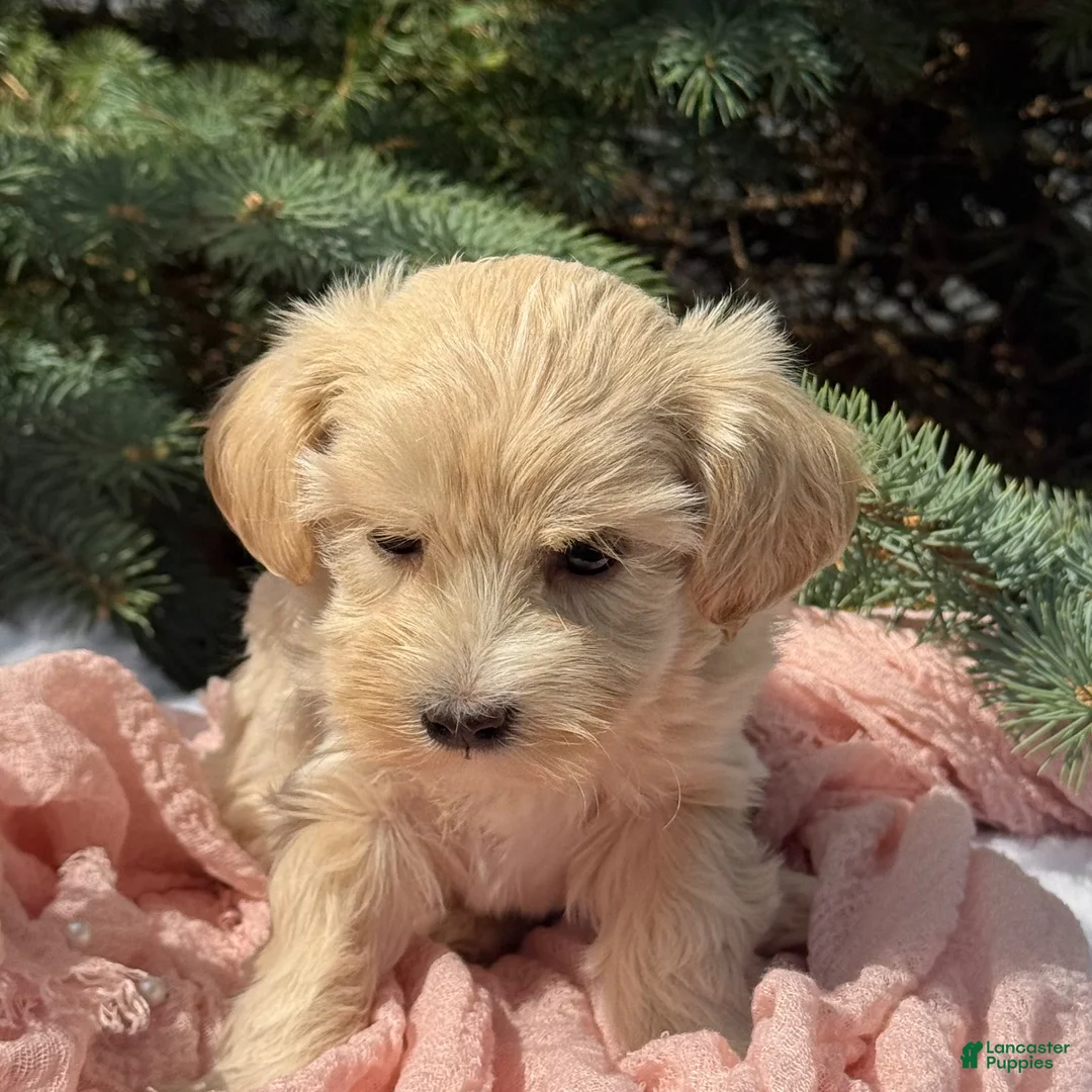 Maltipoo dogs for sale: Penelope  - Ad 11