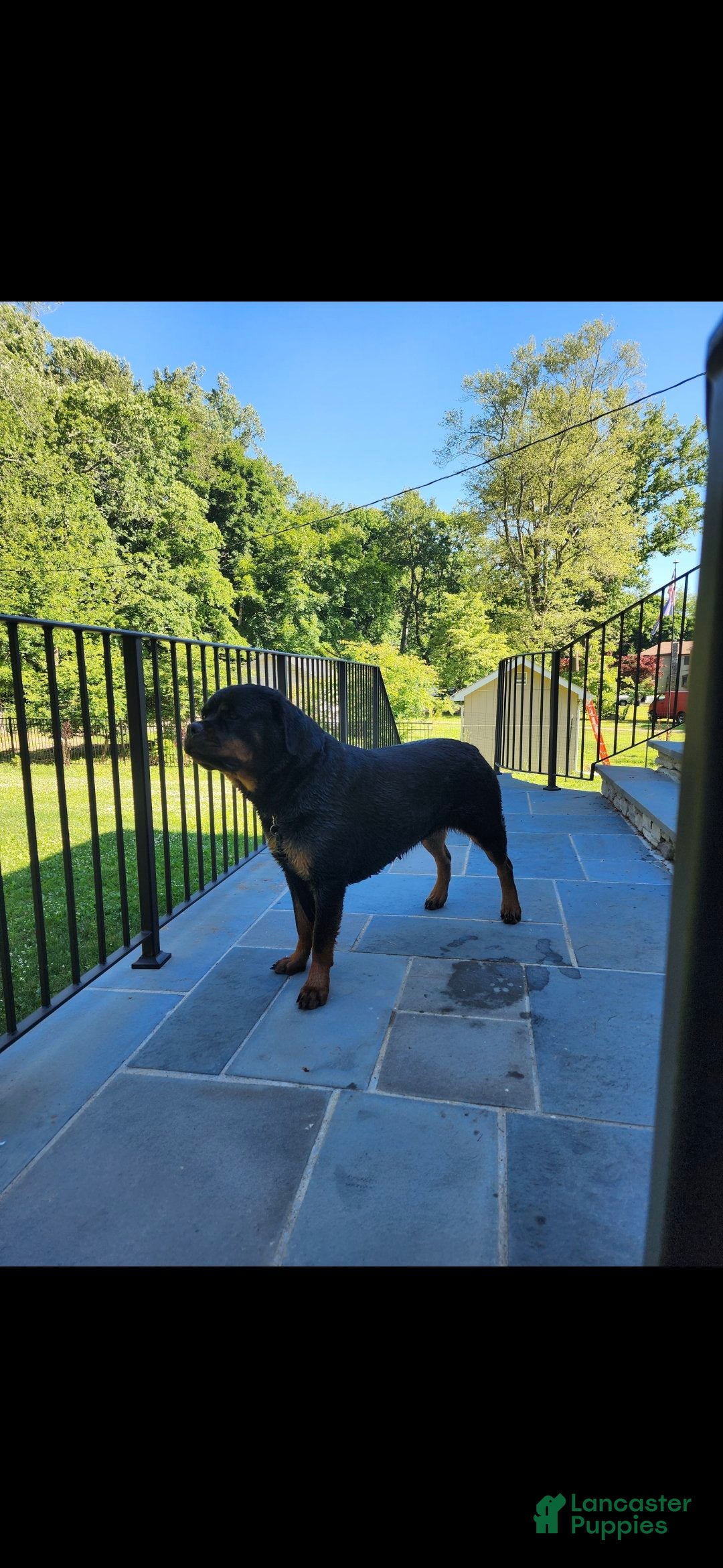 Rottweiler dogs for sale: Rottweiler Puppy 4 Purple Girl  - Ad 15