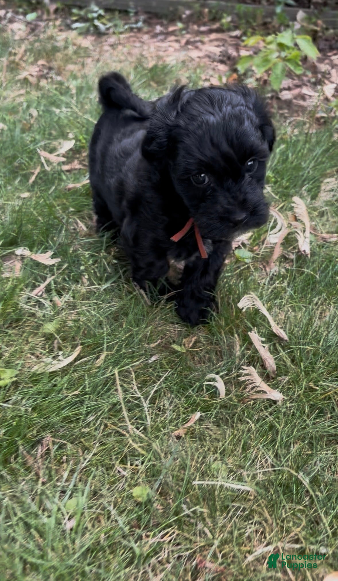 Yorkiepoo dogs Mushu - Ad 2