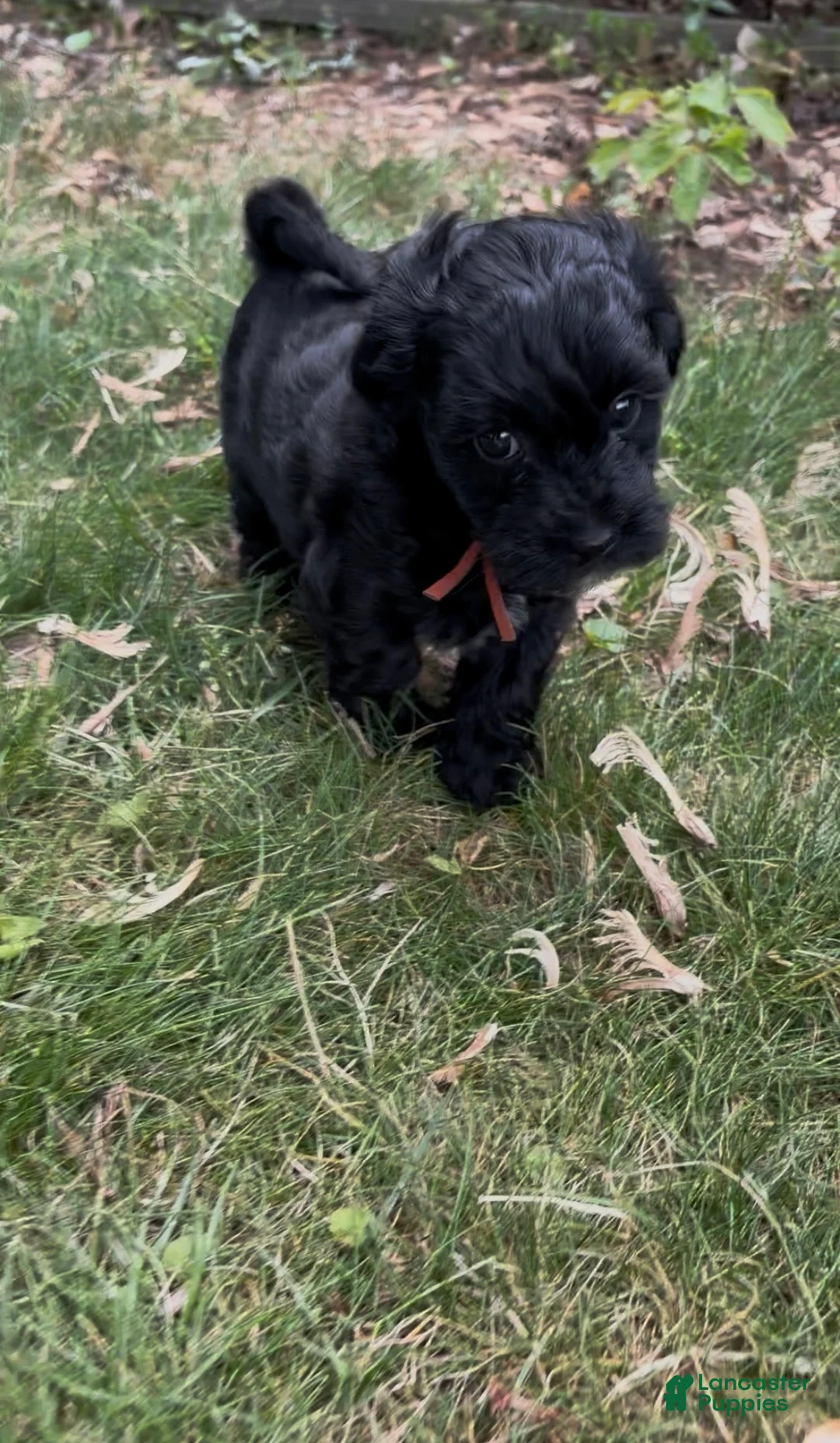 Yorkiepoo dogs for sale: Mushu - Ad 2