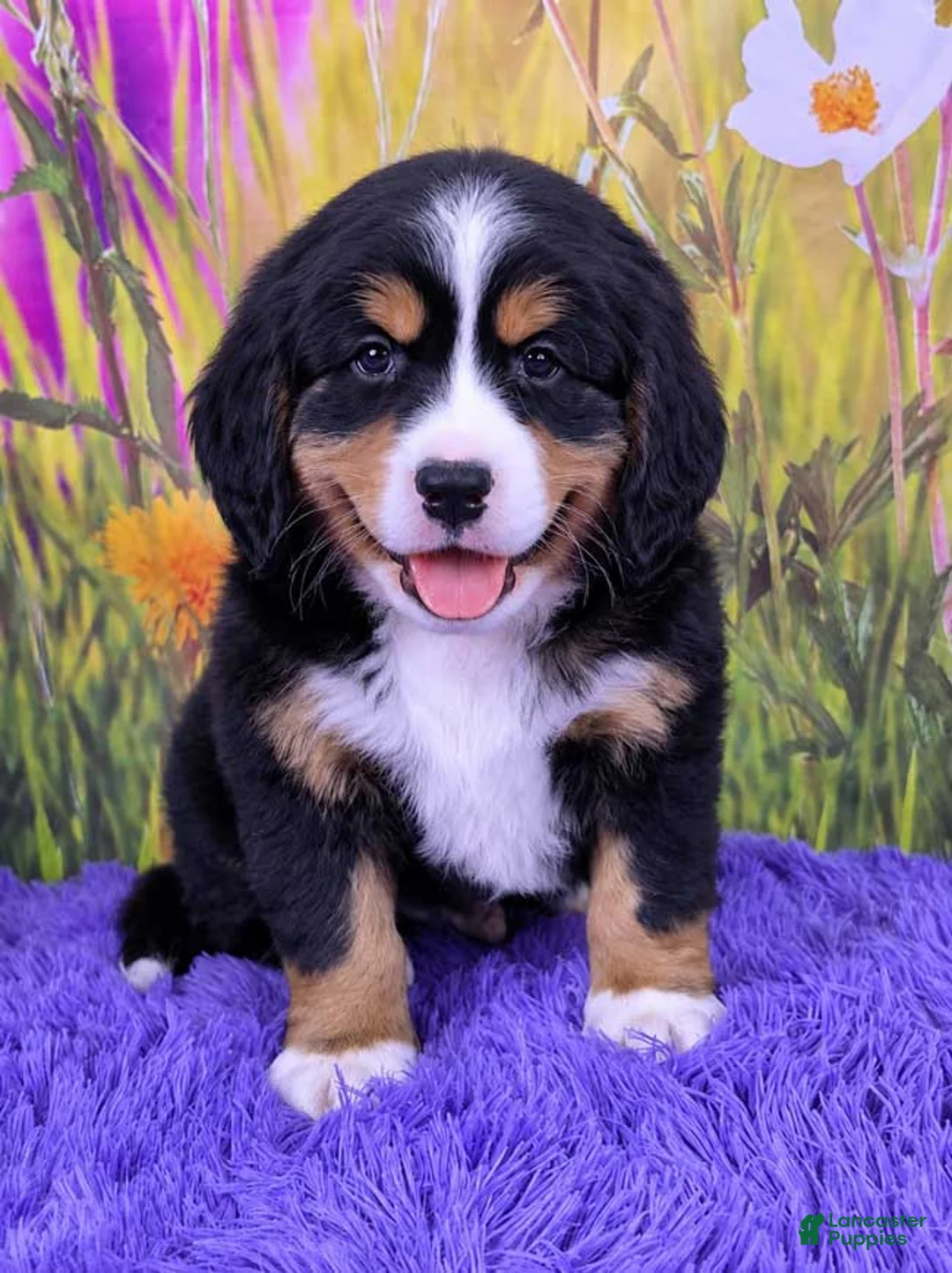 Miniature Bernese Mountain Dog dogs for sale: Scottie - Ad 1