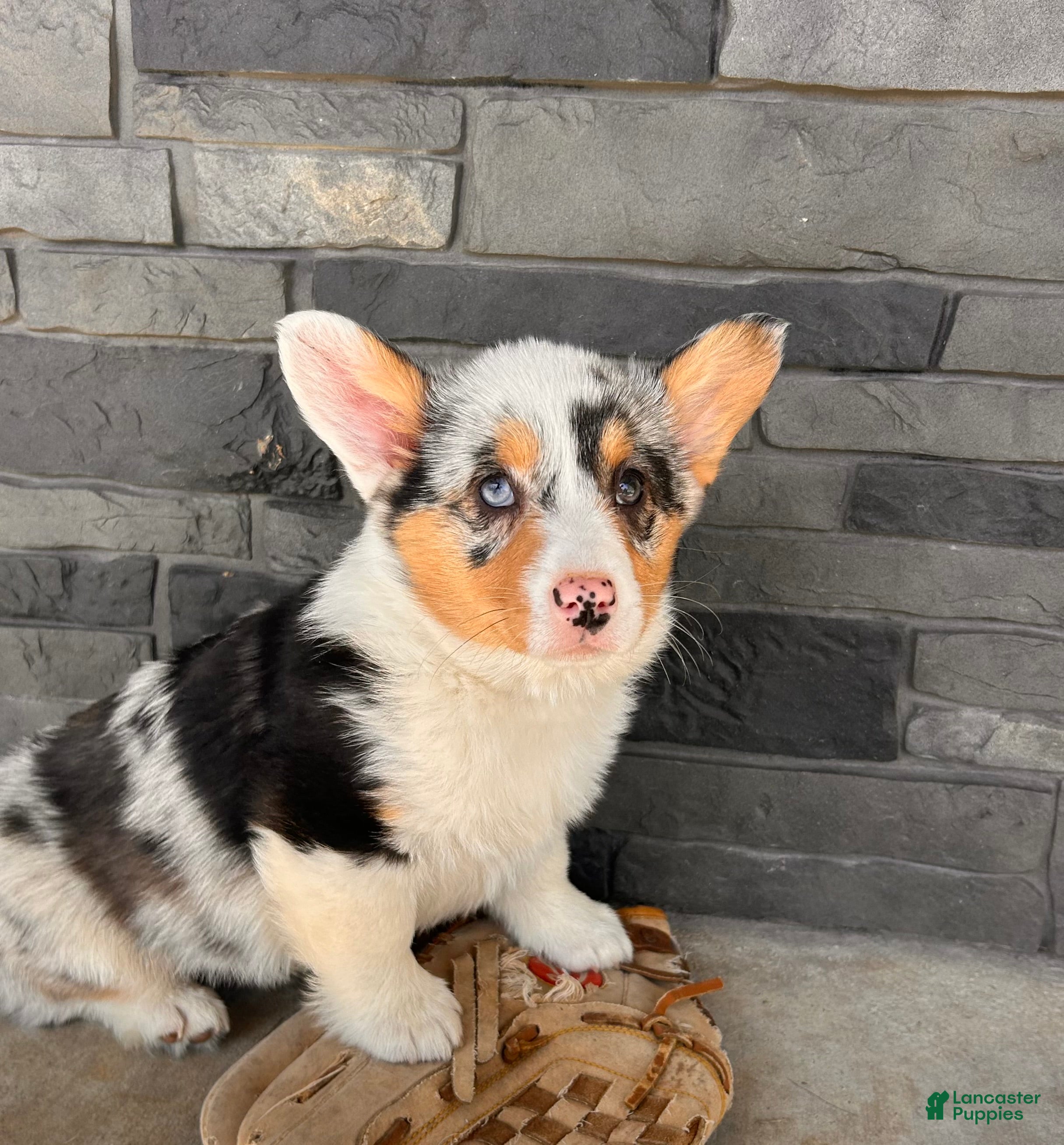 Welsh Corgi Pembroke dogs Daphne - Ad 2