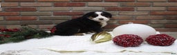 Bernese Mountain Dog dogs for sale: Megan - Ad 2