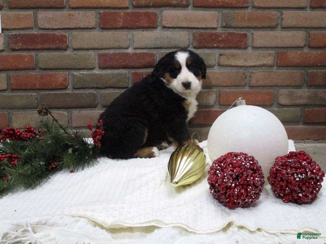 Bernese Mountain Dog dogs for sale: Megan - Ad 2