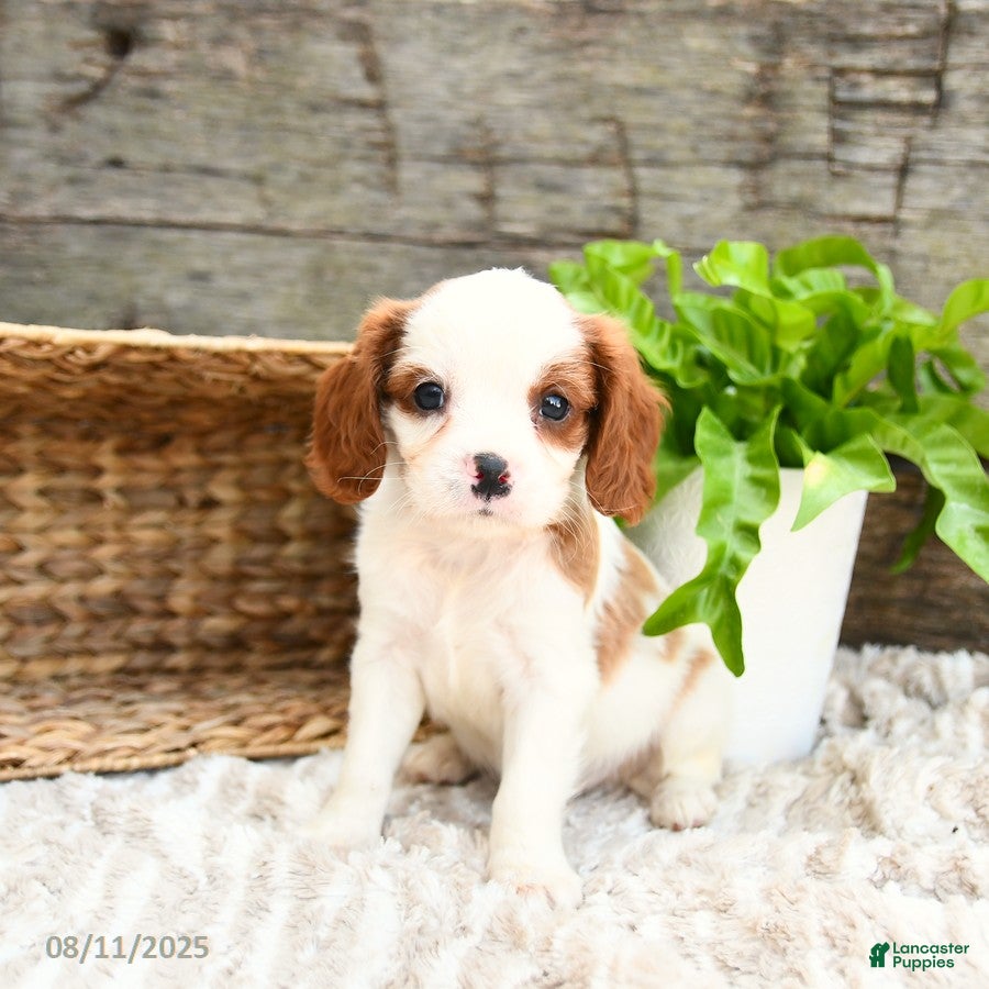 Cavapoo dogs Turner - Ad 21