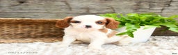 Cavapoo dogs for sale: Turner - Ad 1