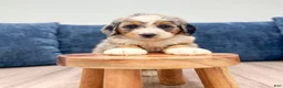 Mini Bernedoodle dogs for sale: Maggie - Ad 4