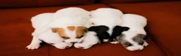 Jack Russell Terrier dogs for sale: Jack Russell Terrier 4 - Ad 10