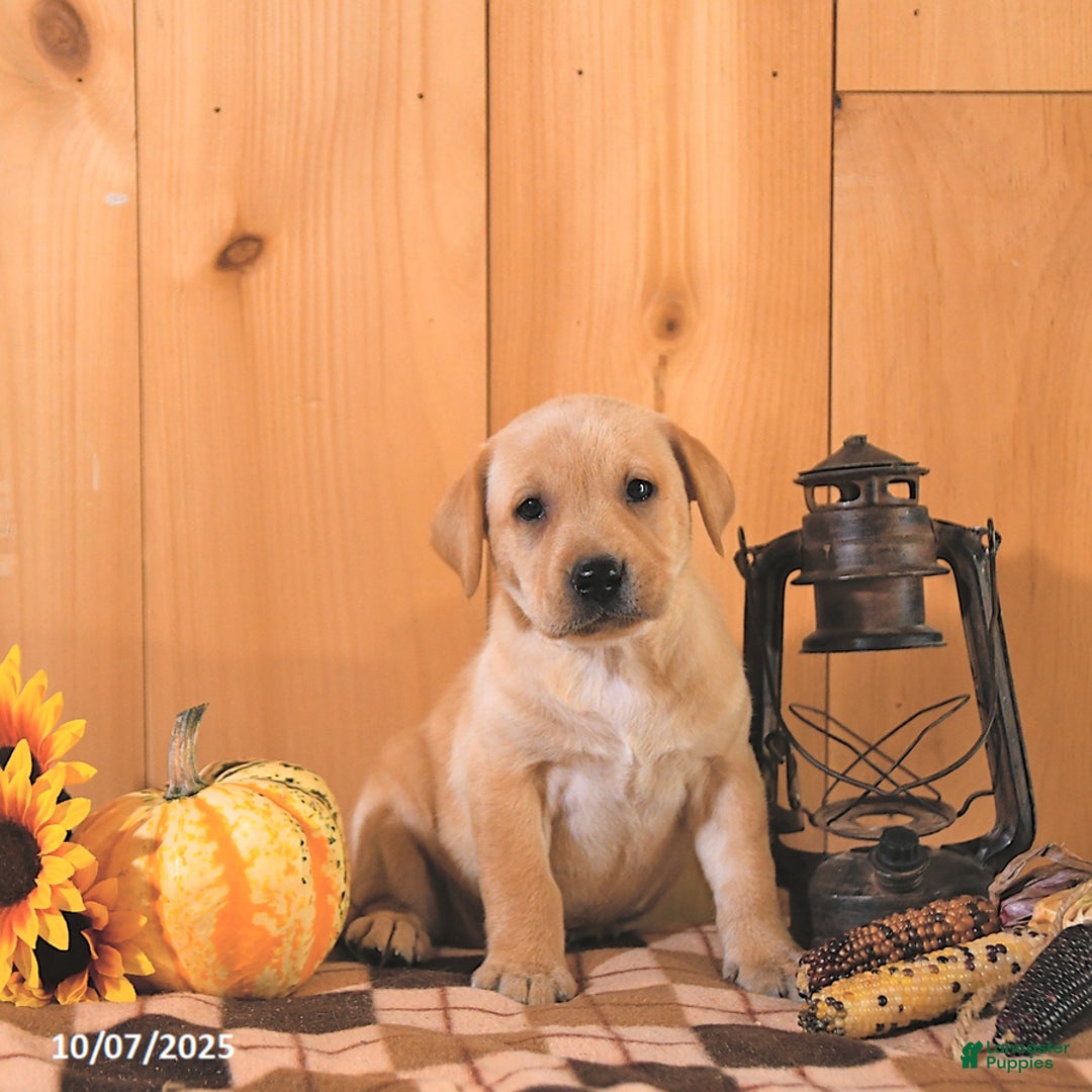 Labrador Retriever dogs for sale: Sunshine - Ad 6