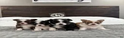 Chihuahua dogs for sale: AKC Chihuahua - Ad 6