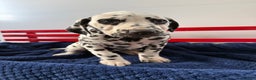 Dalmatian dogs for sale: Taylor - Ad 7