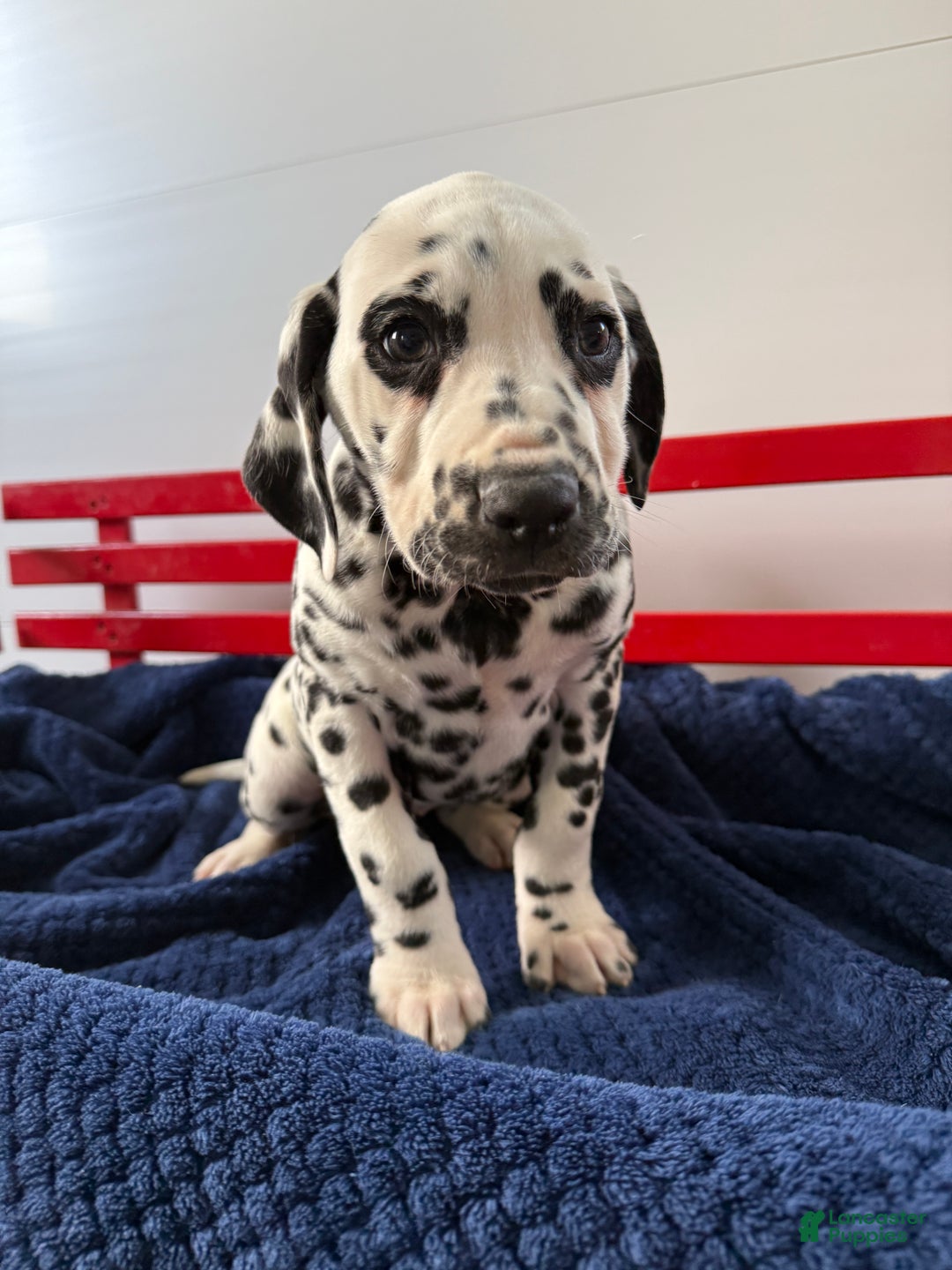 Dalmatian dogs for sale: Taylor - Ad 7