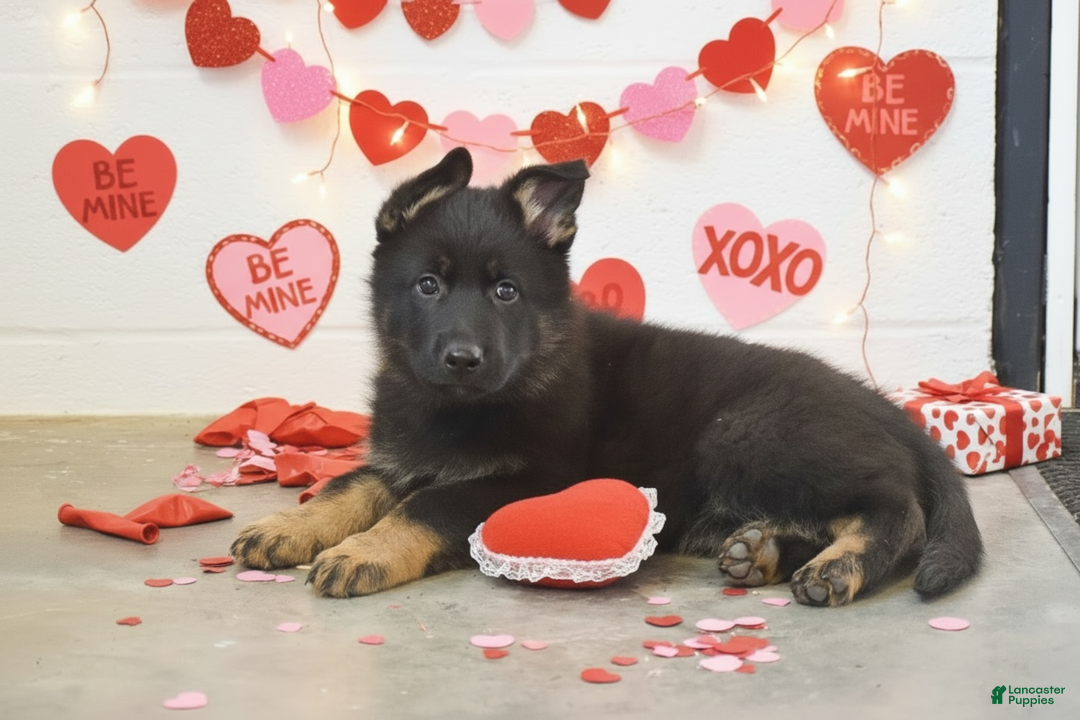 German Shepherd dogs for sale: Macey - Ad 2